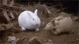 rabbit attack.gif