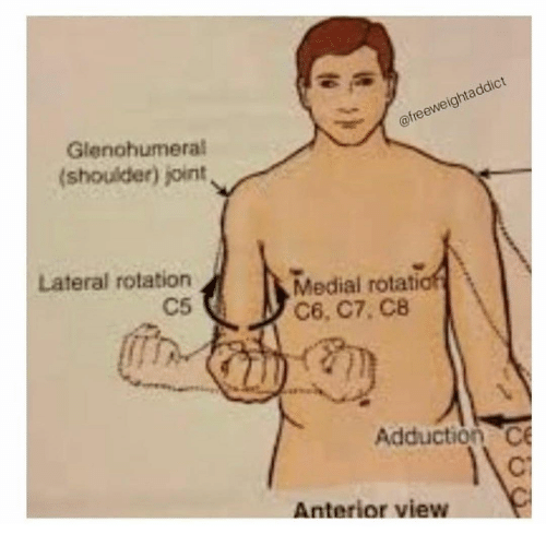 glenohumeral-shoulder-joint-freeweightaddict-lateral-rotation-c5-medial-rotatio-c6-47526671.png