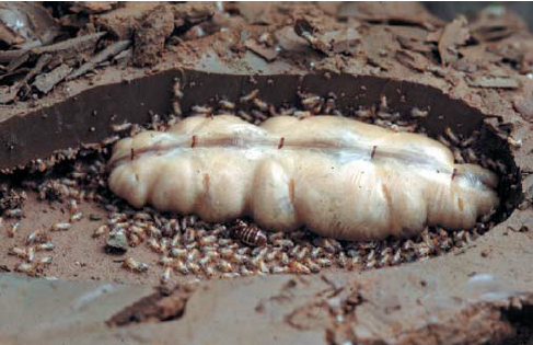 Royal-cell-of-the-fungus-growing-termite-Macrotermes-bellicosus-with-the-queen-the-king.png